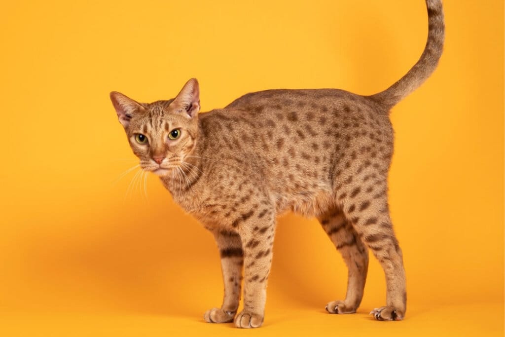 Gato da raça ocicat com a pelagem laranja e marrom em fundo amarelo 