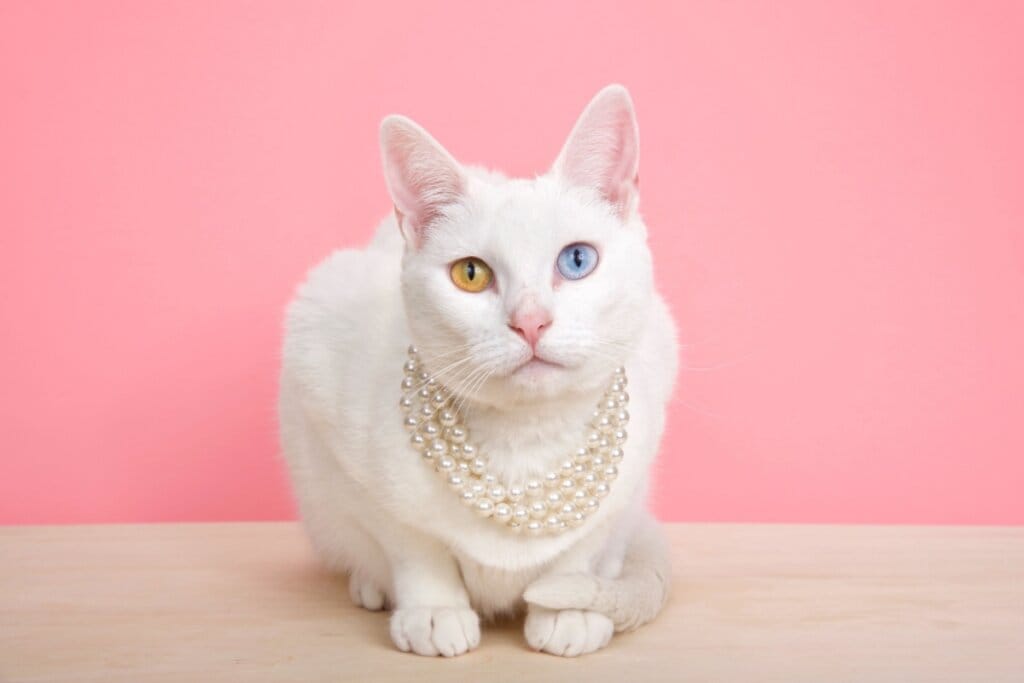 7 animais que eram considerados sagrados no Egito