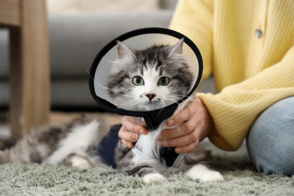 Veja qual é a idade certa para realizar a castração do seu pet