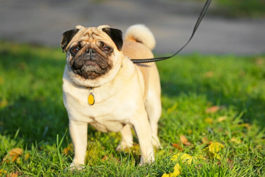 9 raças de cachorro com o focinho curto 