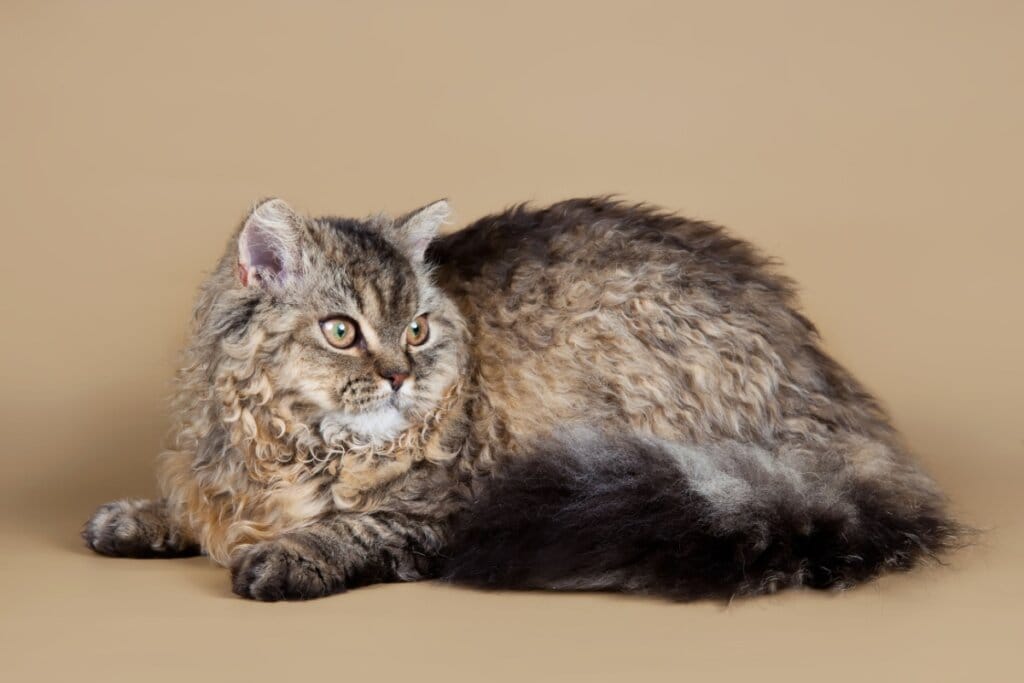 Gato selkirk rex com pelo cacheado preto e amarelado deitado no chão e olhando para o lado