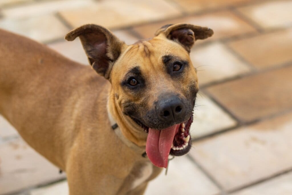 Vira-lata caramelo com expressão alegre e língua para fora, sobre piso de cerâmica