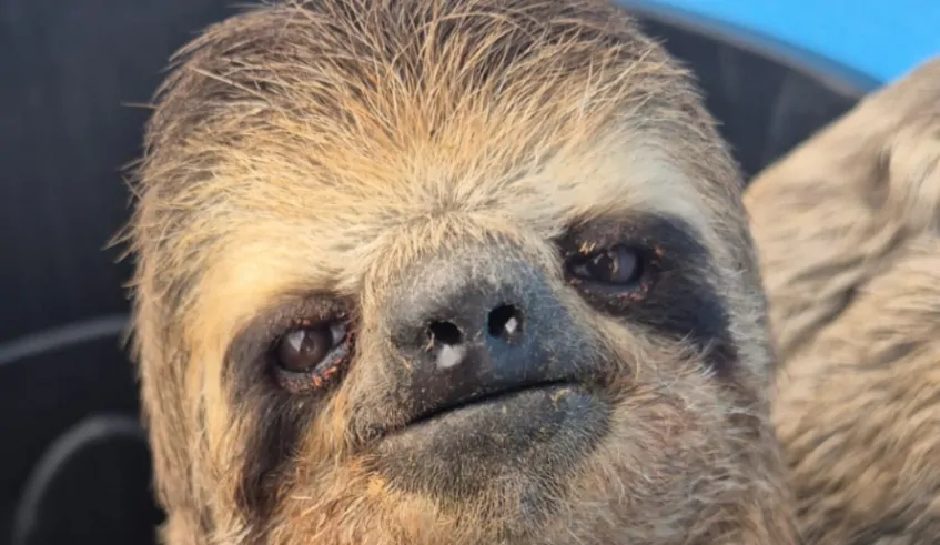 Bicho-preguiça é resgatado em casa de Mogi das Cruzes