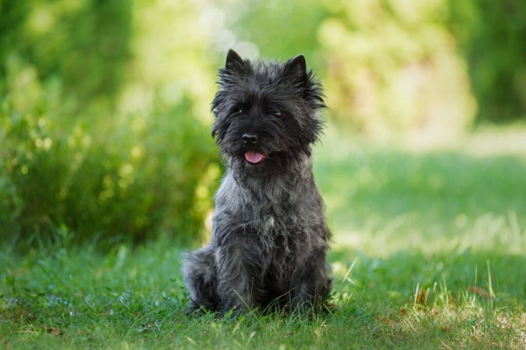 Cachorro da raça cairn terrier com a pelagem preta sentado na grama ao ar livre