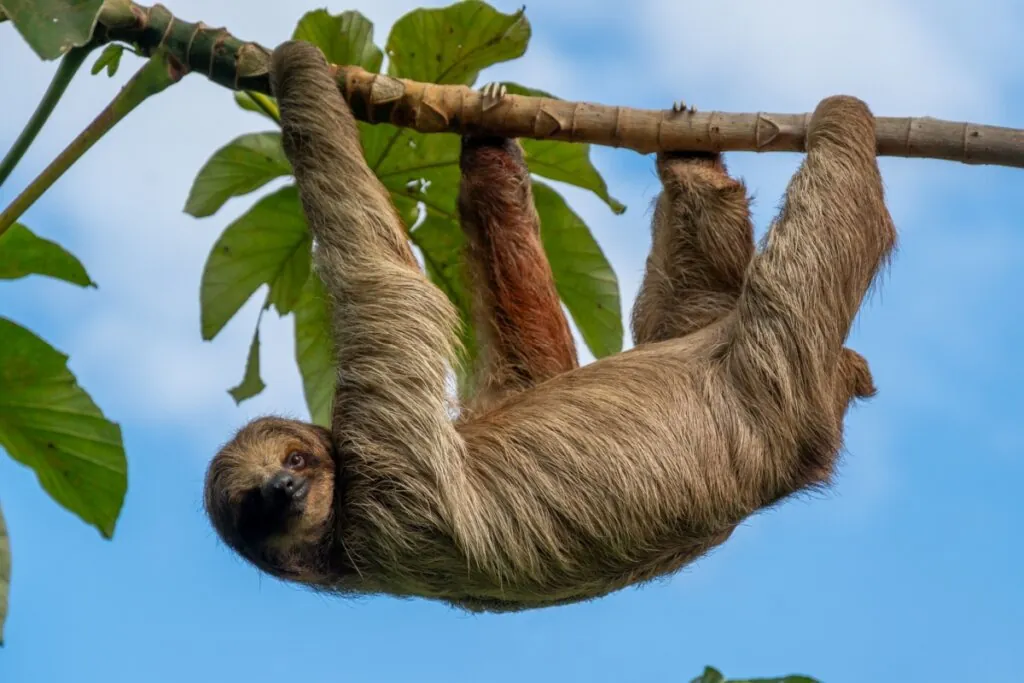 8 curiosidades interessantes sobre o bicho-preguiça 