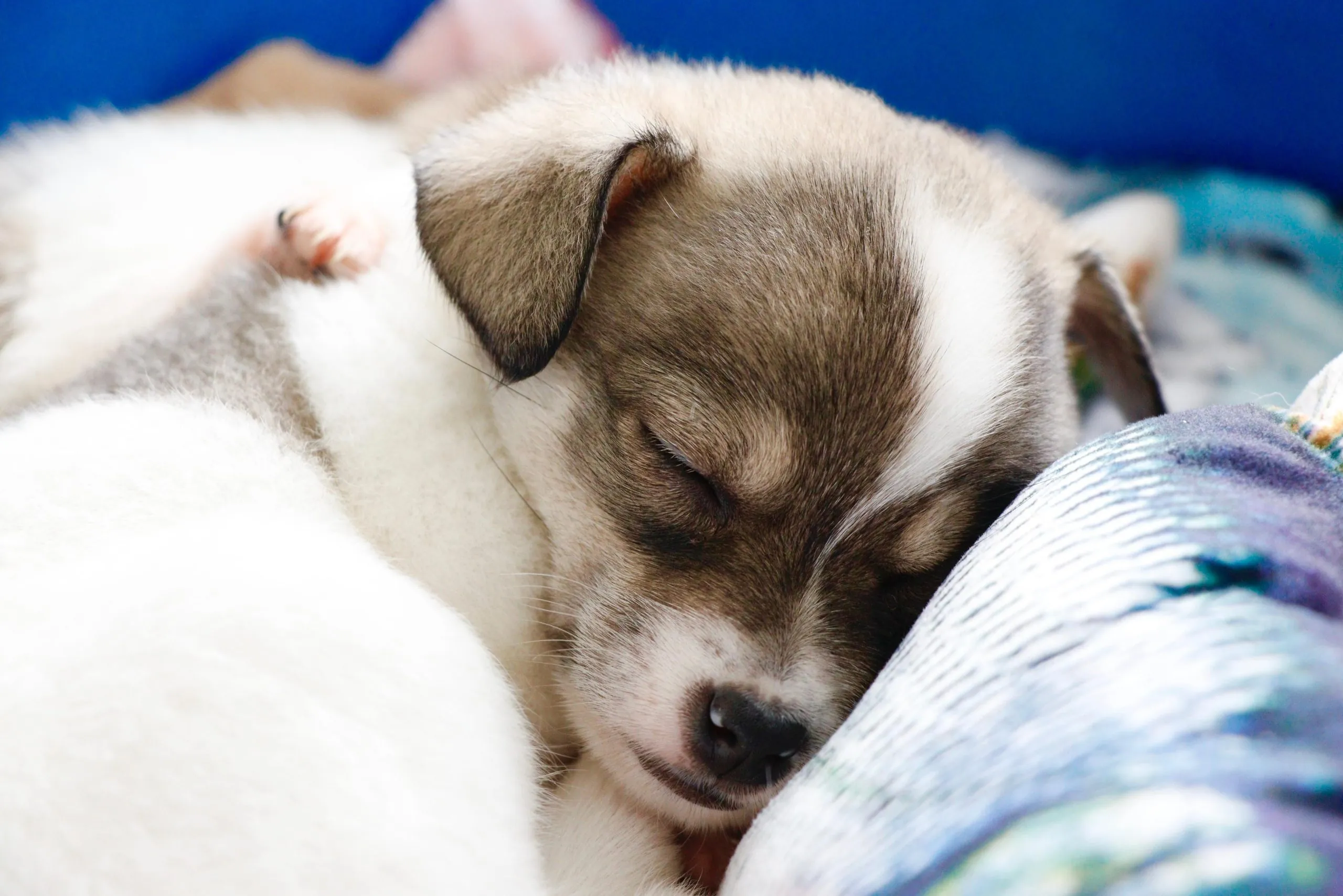 Suzano terá nova edição do 'Baby, Me Leva!' neste sábado (29)
