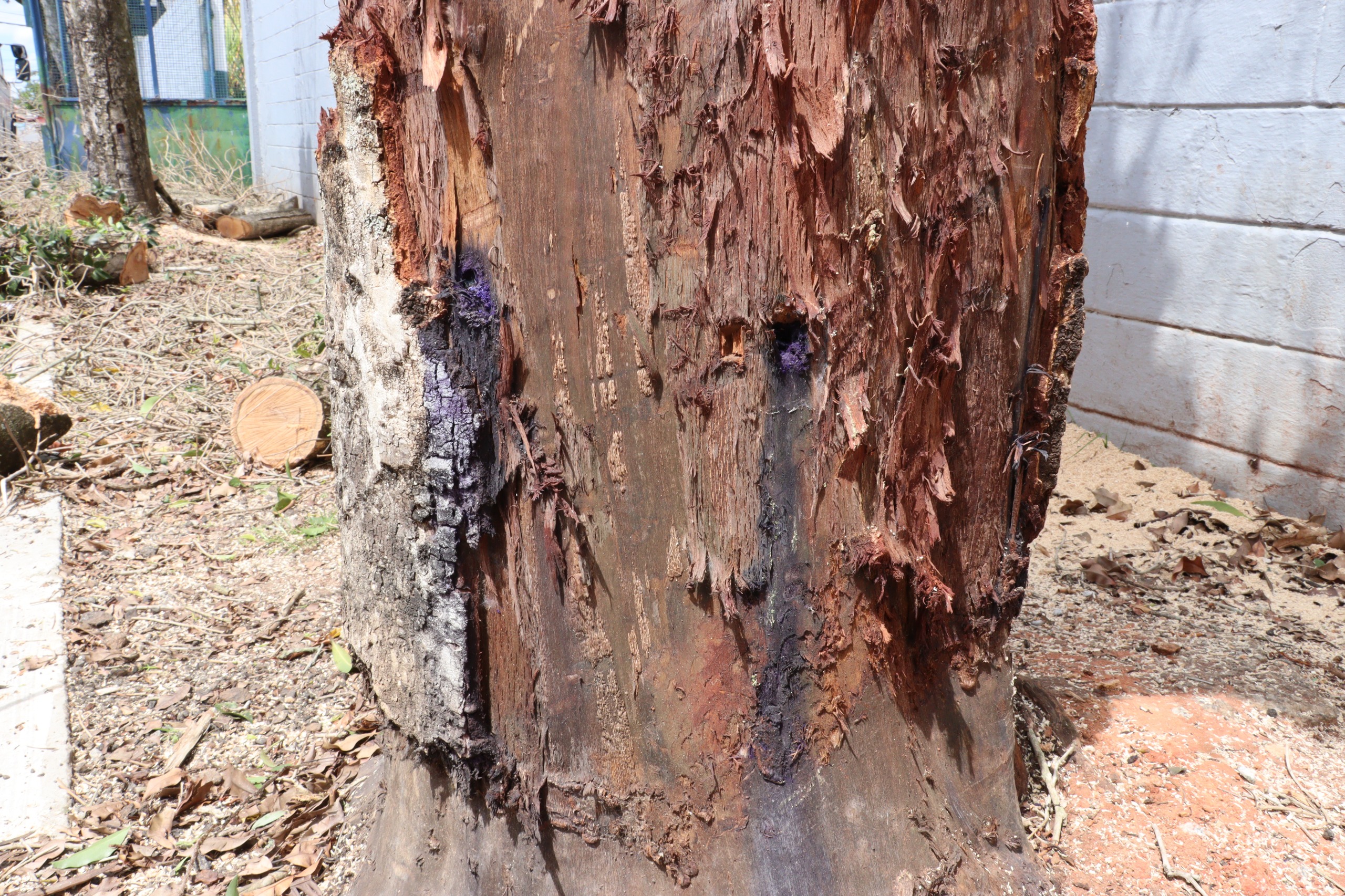 Morador de Suzano envenena duas árvores e responderá por crime ambiental