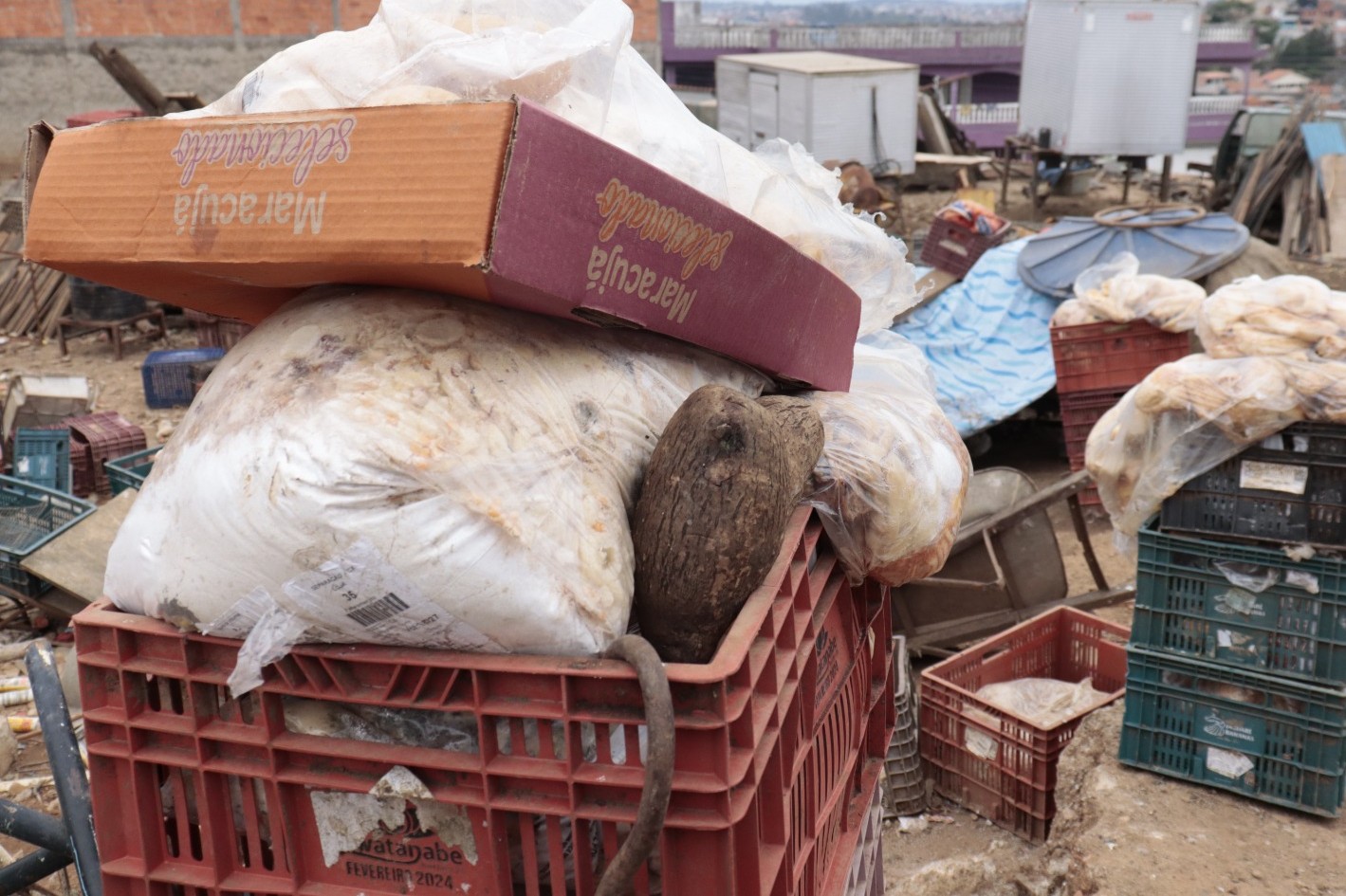 67 animais vítimas de maus-tratos são resgatados no Jardim Revista, em Suzano