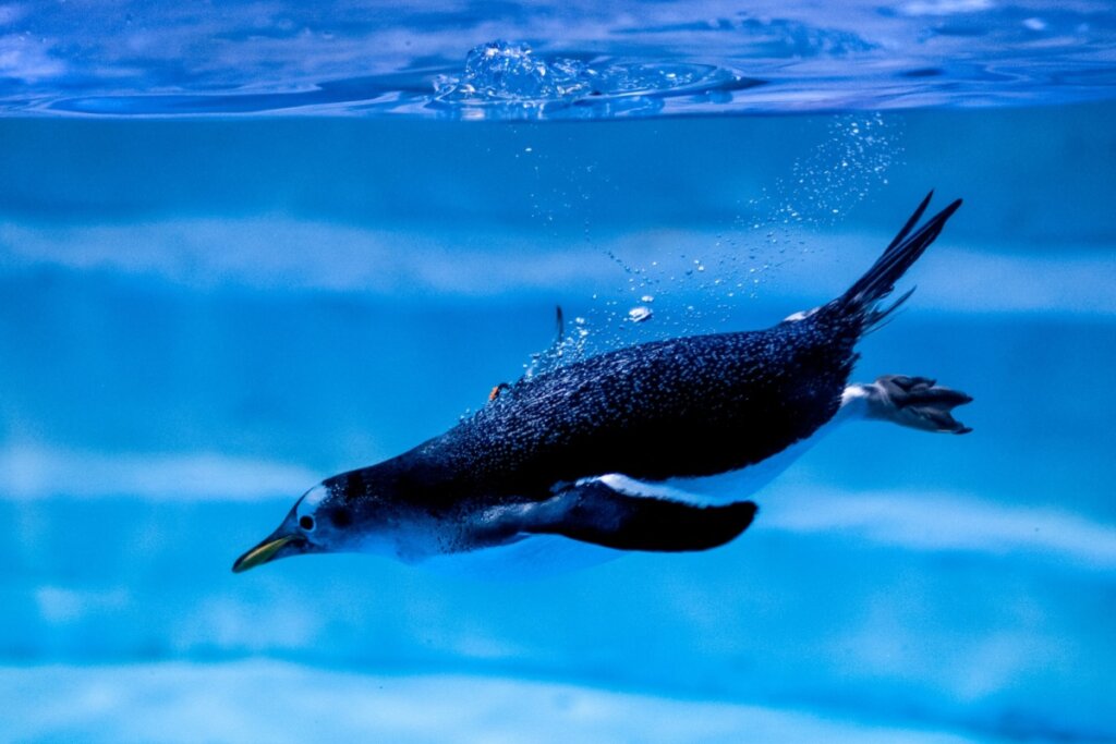 Imagem de um pinguim mergulhando na água
