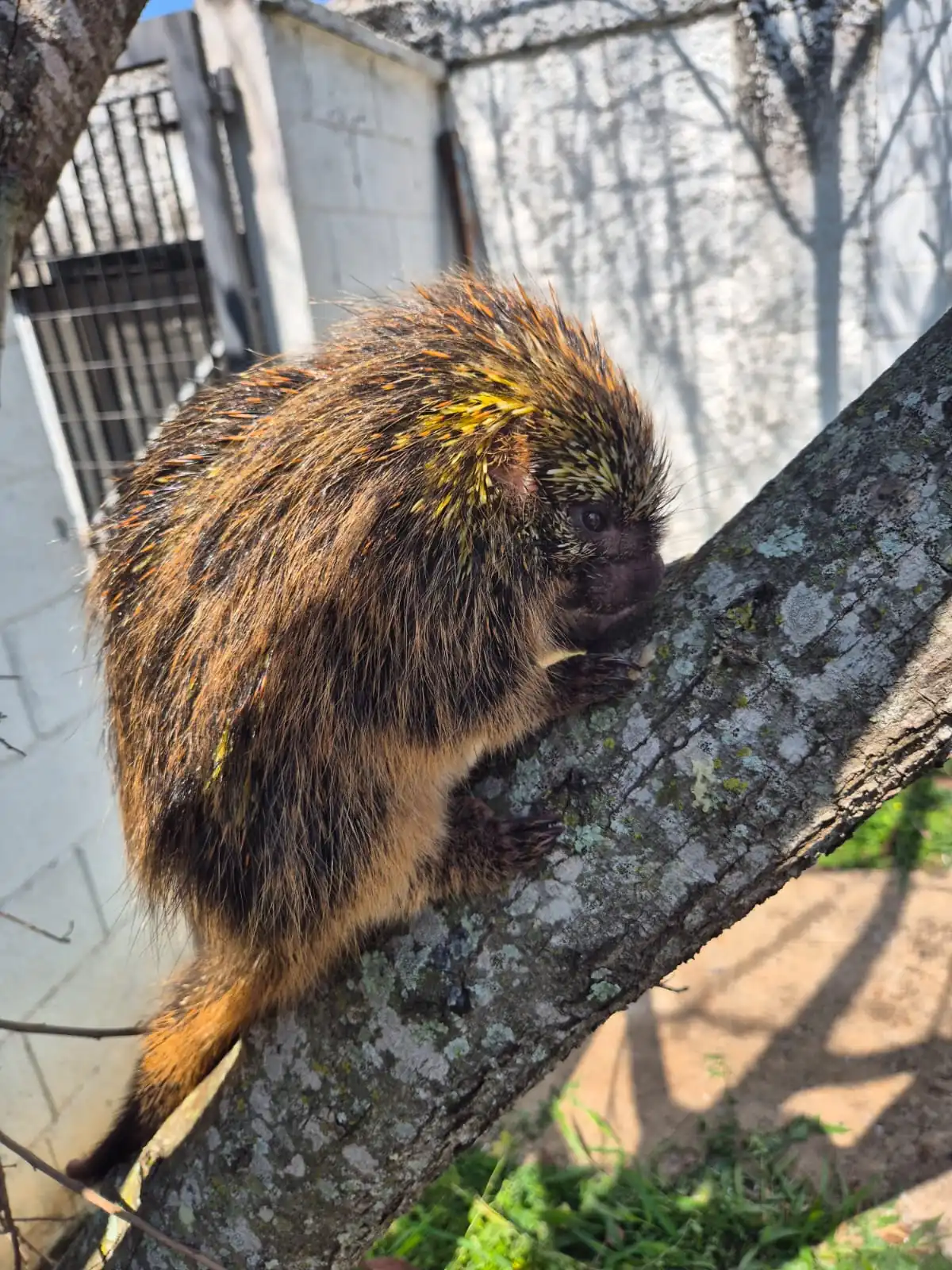 Ouriço-cacheiro é resgatado pelo Controle de Zoonoses de Mogi das Cruzes