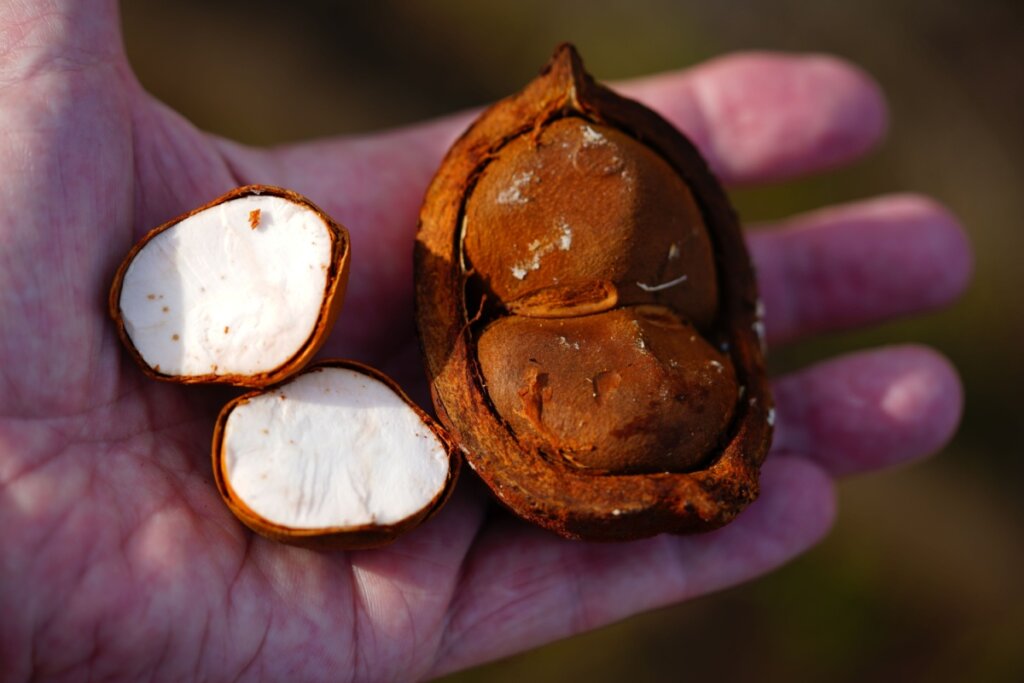 Mão segurando andiroba, sendo cascas marrons com polpa de semente branca
