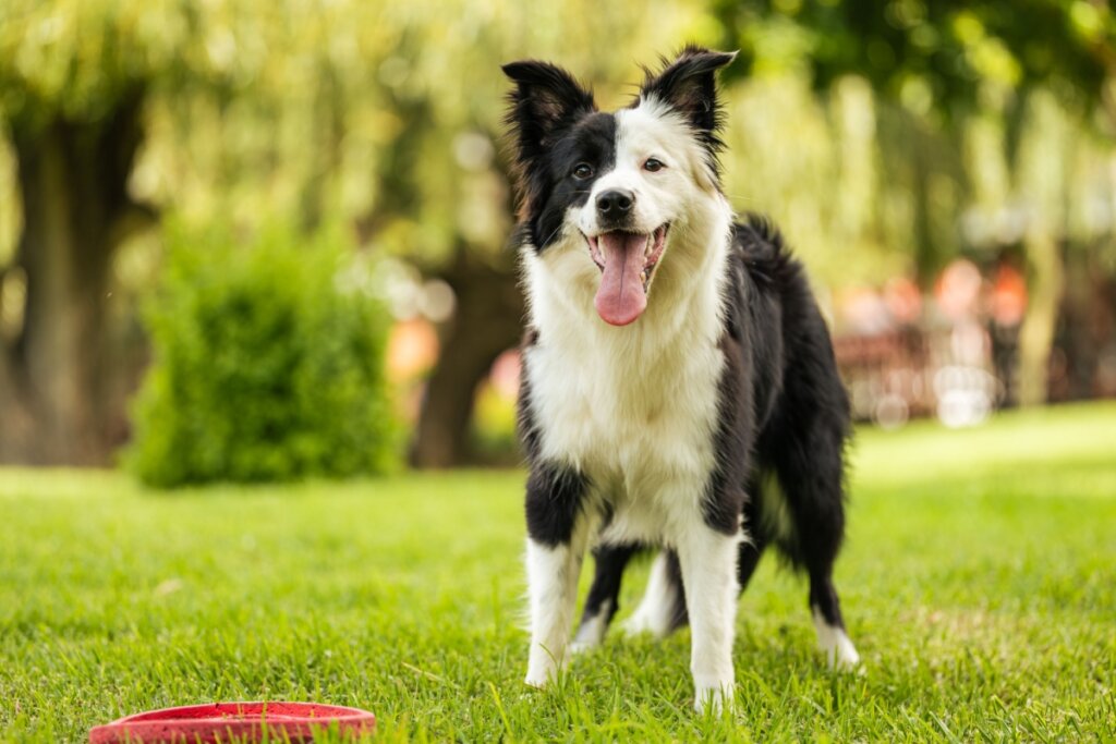 7 raças de cachorro originárias do Reino Unido