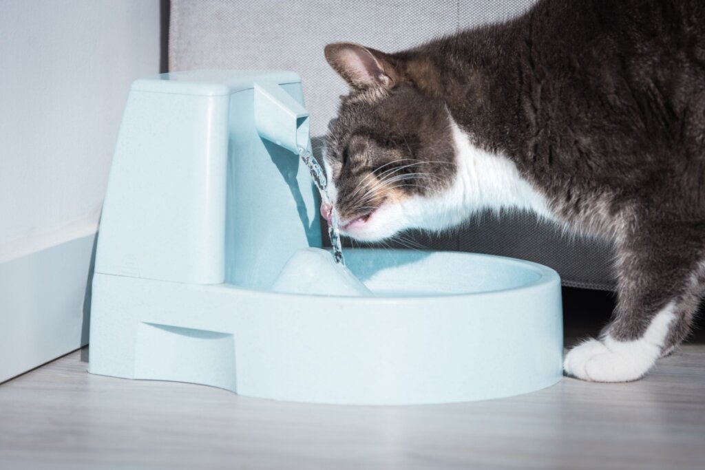 Veja como cuidar da saúde e do bem-estar dos pets na primavera