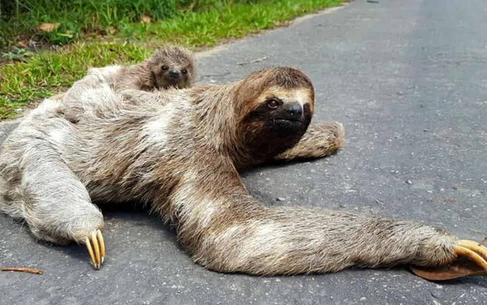 Bicho-preguiça é resgatado em área urbana da Mogi-Bertioga 