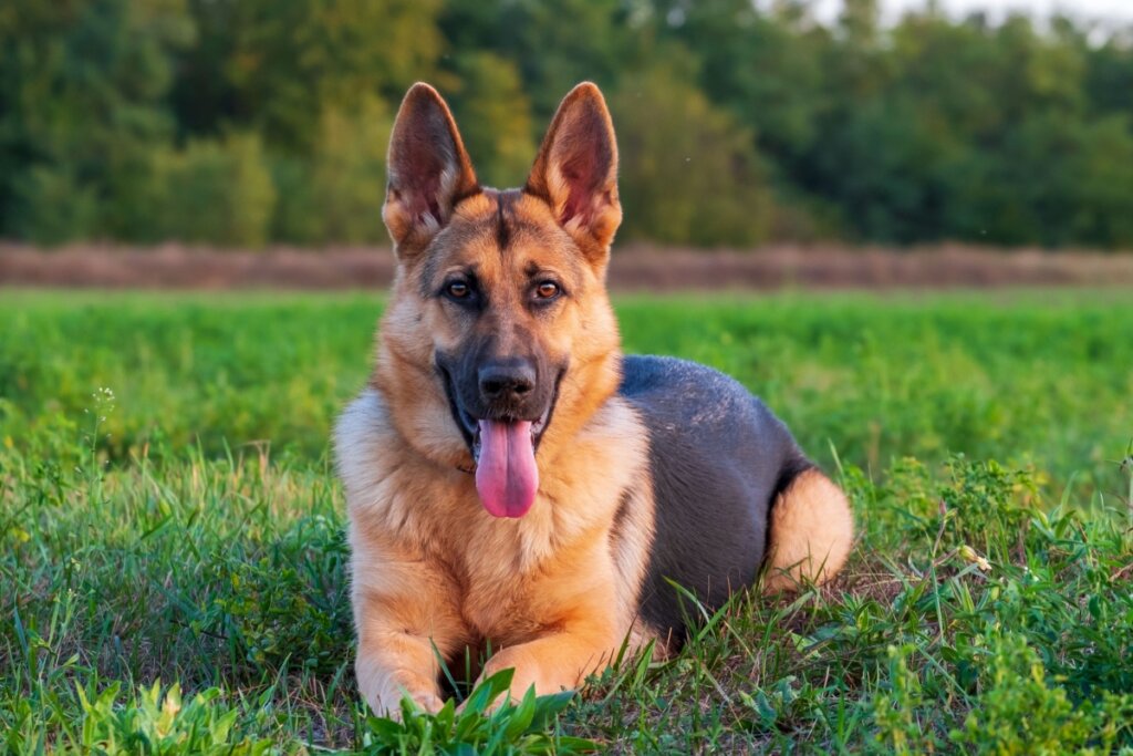 8 raças de cachorro originárias da Alemanha 