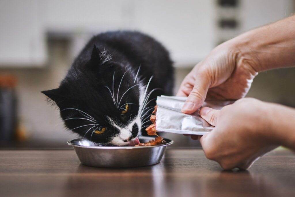 Pessoa colocando sachê em recipiente de metal e um gato preto e branco comendo