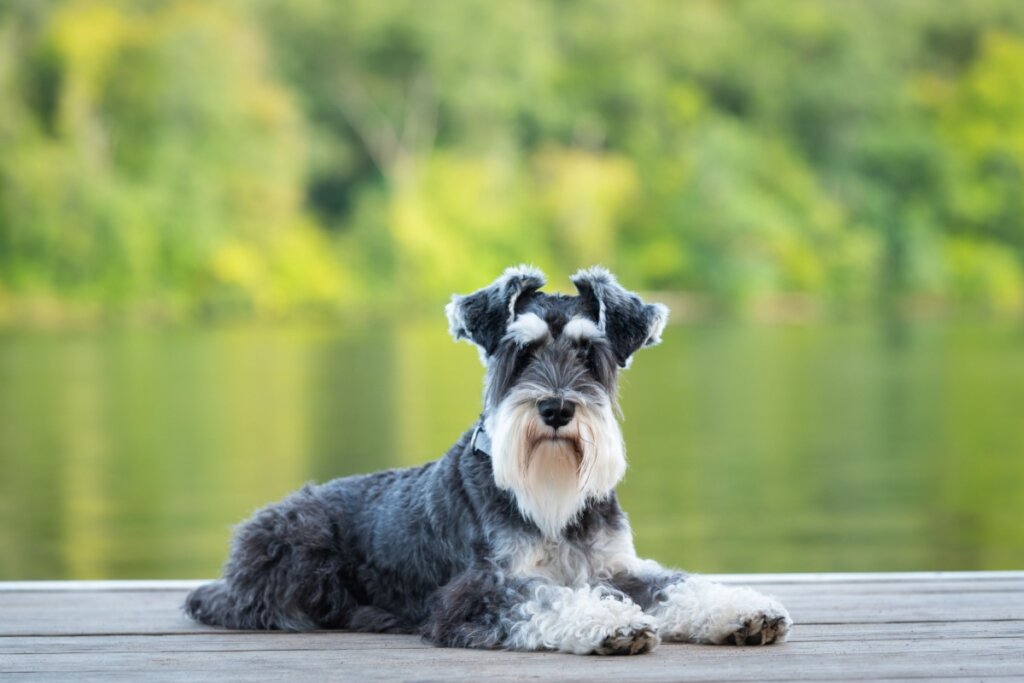 Cachorro da raça schnauzer deitado em plataforma de madeira com rio e árvores ao fundo.