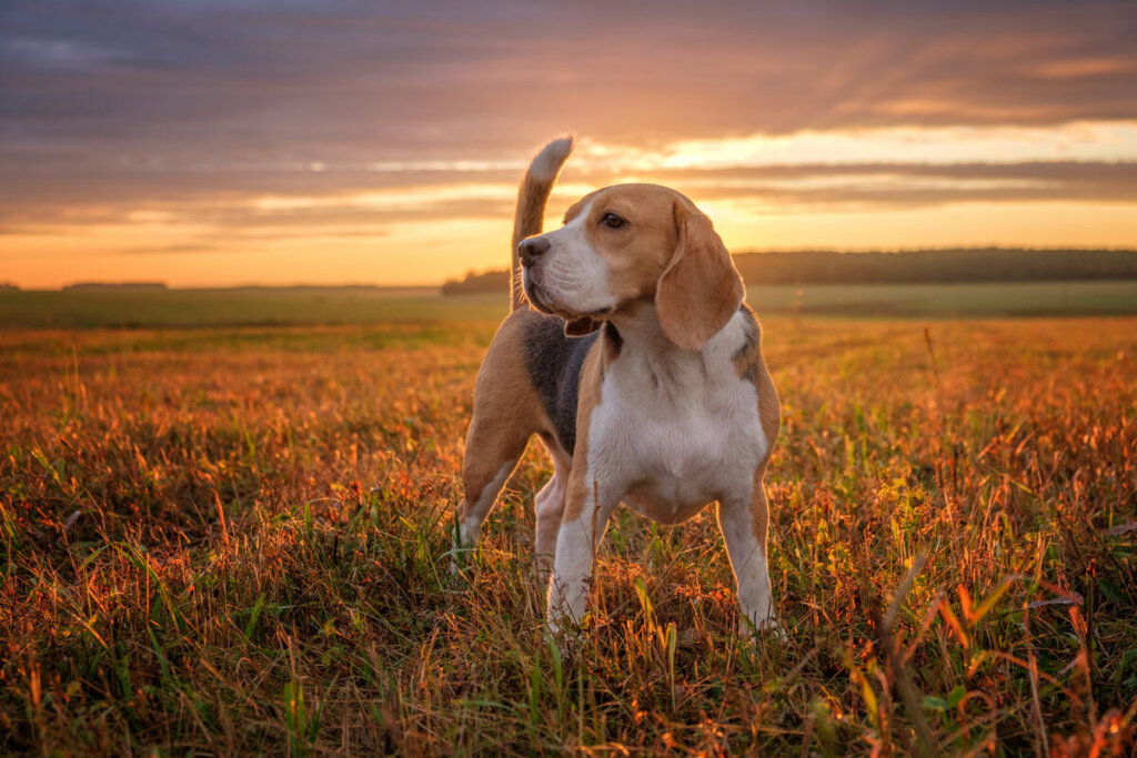 Beagle em meio a natureza