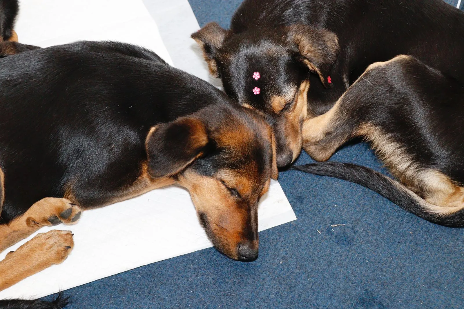 Suzano realiza nova edição do 'Baby, me Leva!' com 30 animais disponíveis para adoção