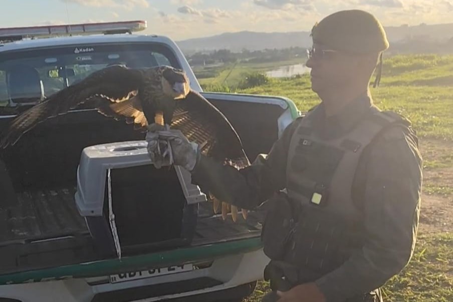 GPA apreende 22 pássaros silvestres em Suzano e solta carcará reabilitado