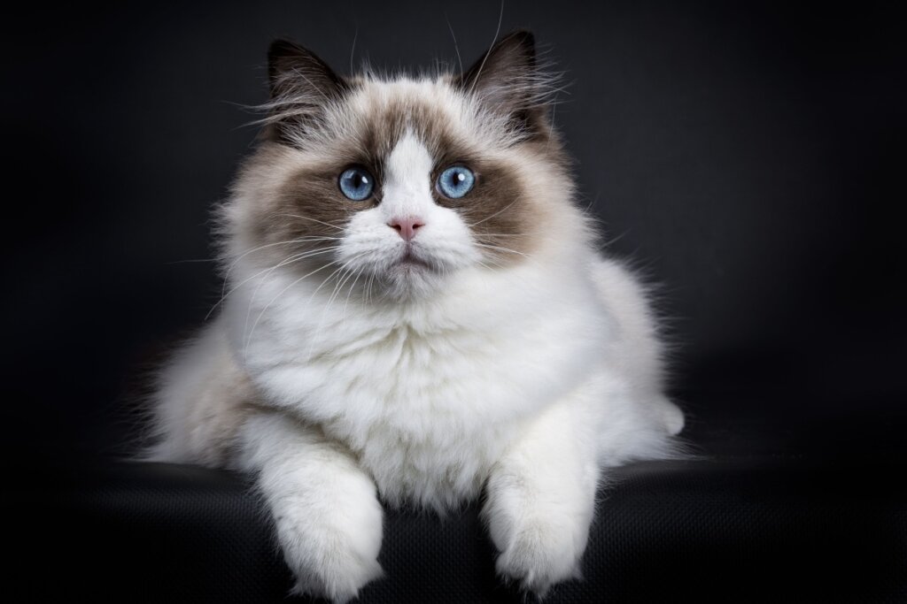 Gato sociáveis: 7 raças que gostam de companhia 