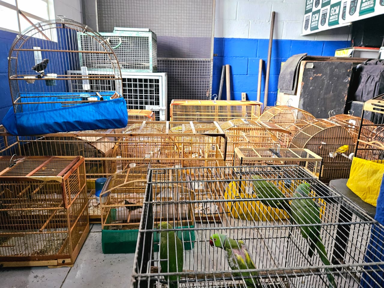 Guarda Ambiental de Itaquá resgata 49 aves durante a Operação Pássaro Livre