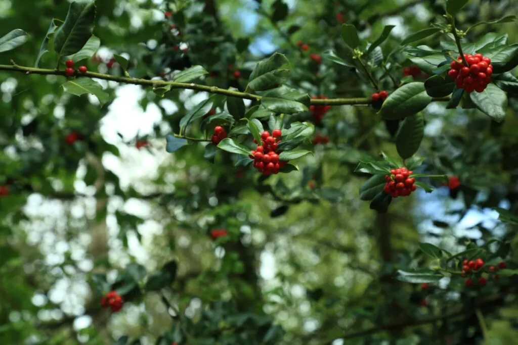 Natal com pets: 7 formas de decorar a casa sem riscos para os animais