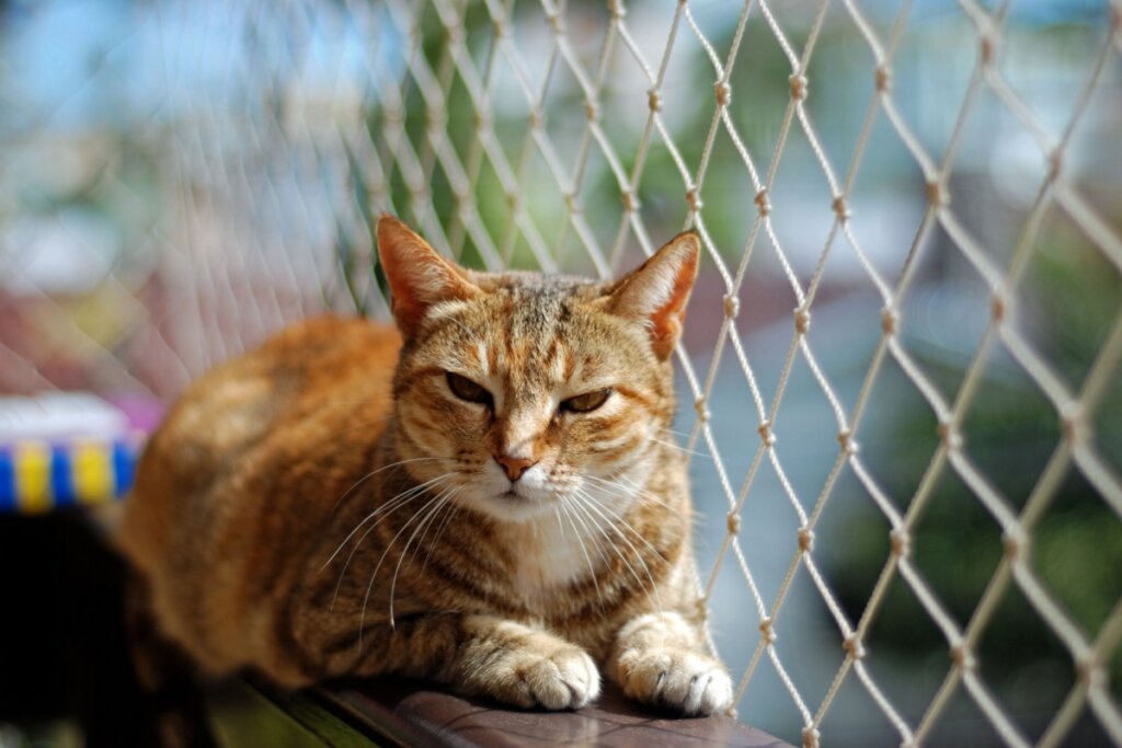 Seu gato é tímido? 10 nomes perfeitos para combinar com ele  