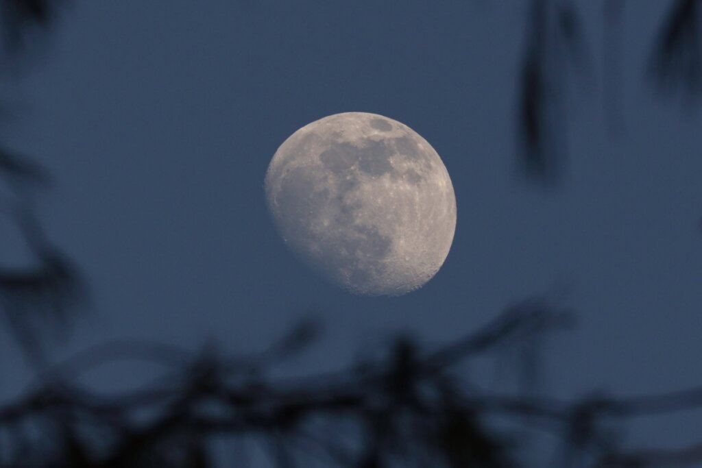 Lua minguante gibosa no céu com galhos de árvore ao redor 