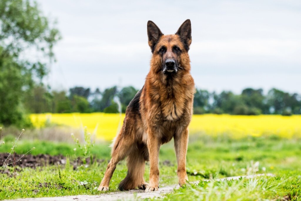 Imagem de um cão da raça pastor alemão parado em um campo