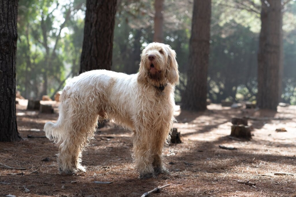 Cachorro spinone italiano com pelagem branca grande em pé em uma floresta