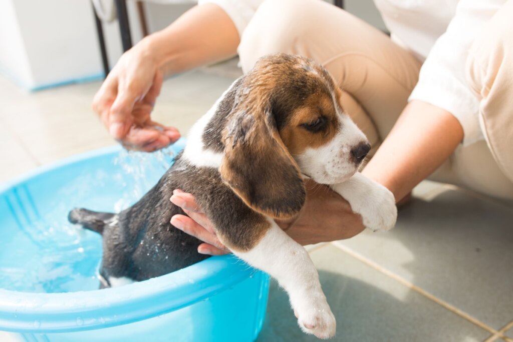 pessoa segurando filhote de beagle dentro de bacia azul e molhando ele com água