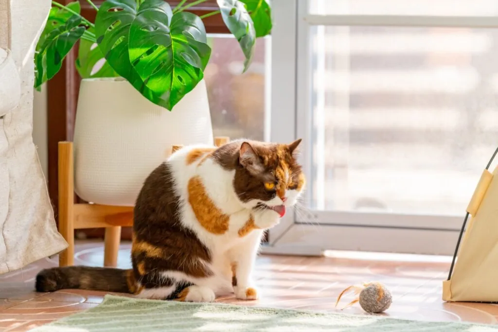 Bichanos parecidos: 10 semelhanças entre gatos domésticos e felinos selvagens 