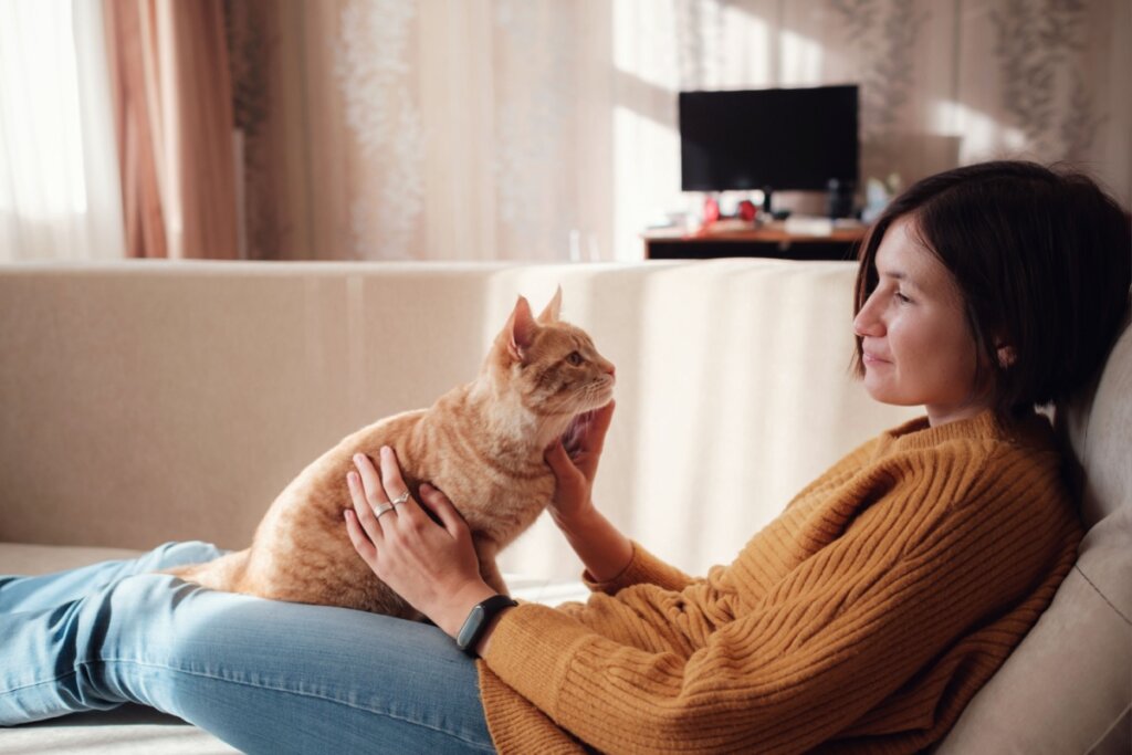 Imagem de um gato laranja olhando para a sua tutora