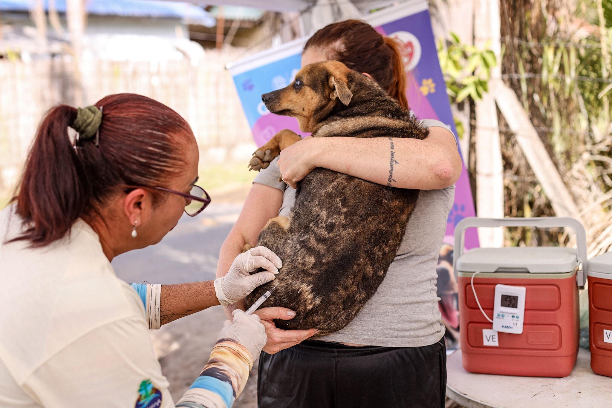 Guararema terá vacinação antirrábica gratuita para cães e gatos na próxima semana