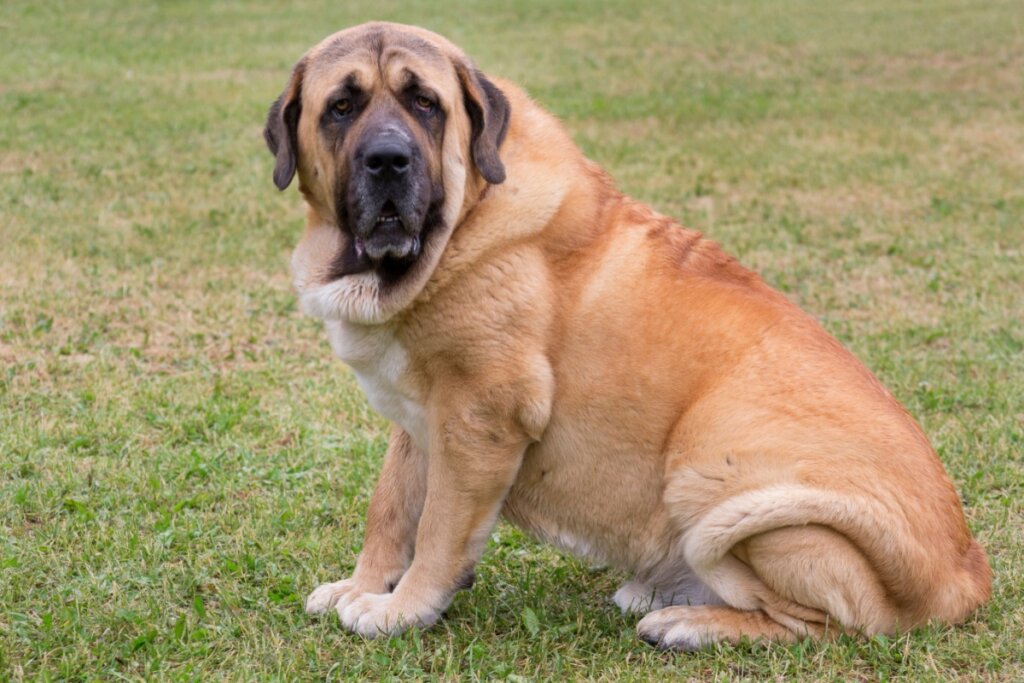 Cachorro grande com pelagem marrom e focinho preto sentado na grama ao ar livre