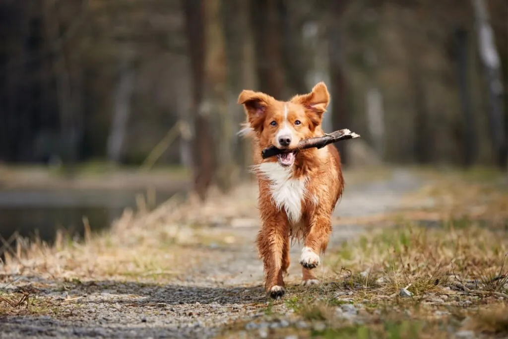 Cachorro com pelagem branca e bege, correndo em um parque com um graveto na boca