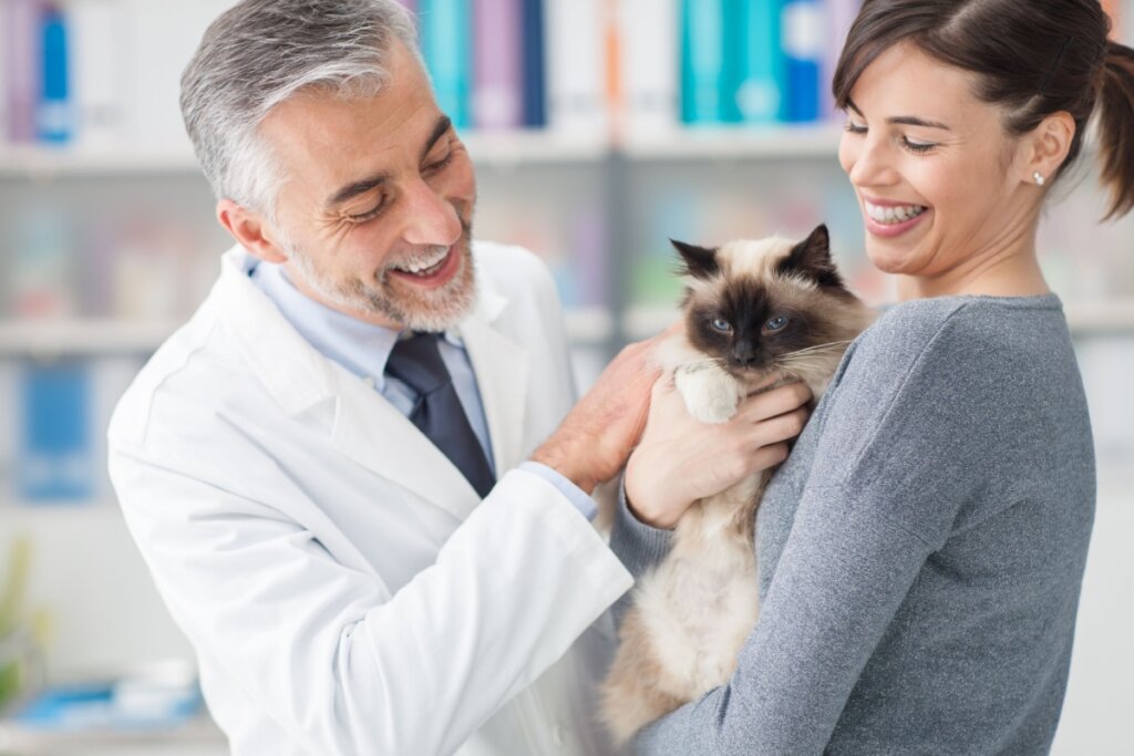 FIV e FELV em gatos: conheça os sintomas e as formas de transmissão