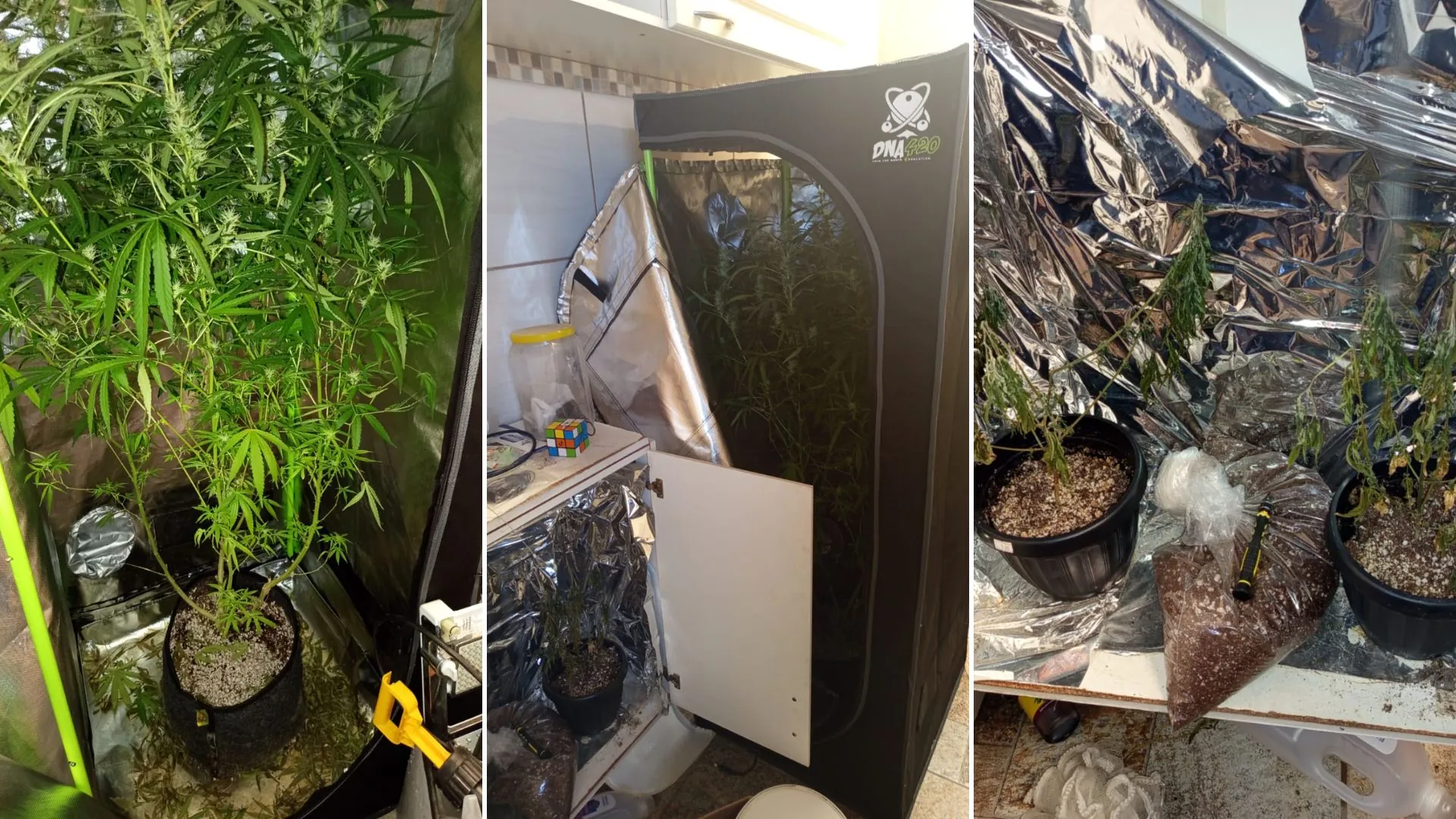 PM descobre estufas de maconha dentro de residência em Itaquaquecetuba
