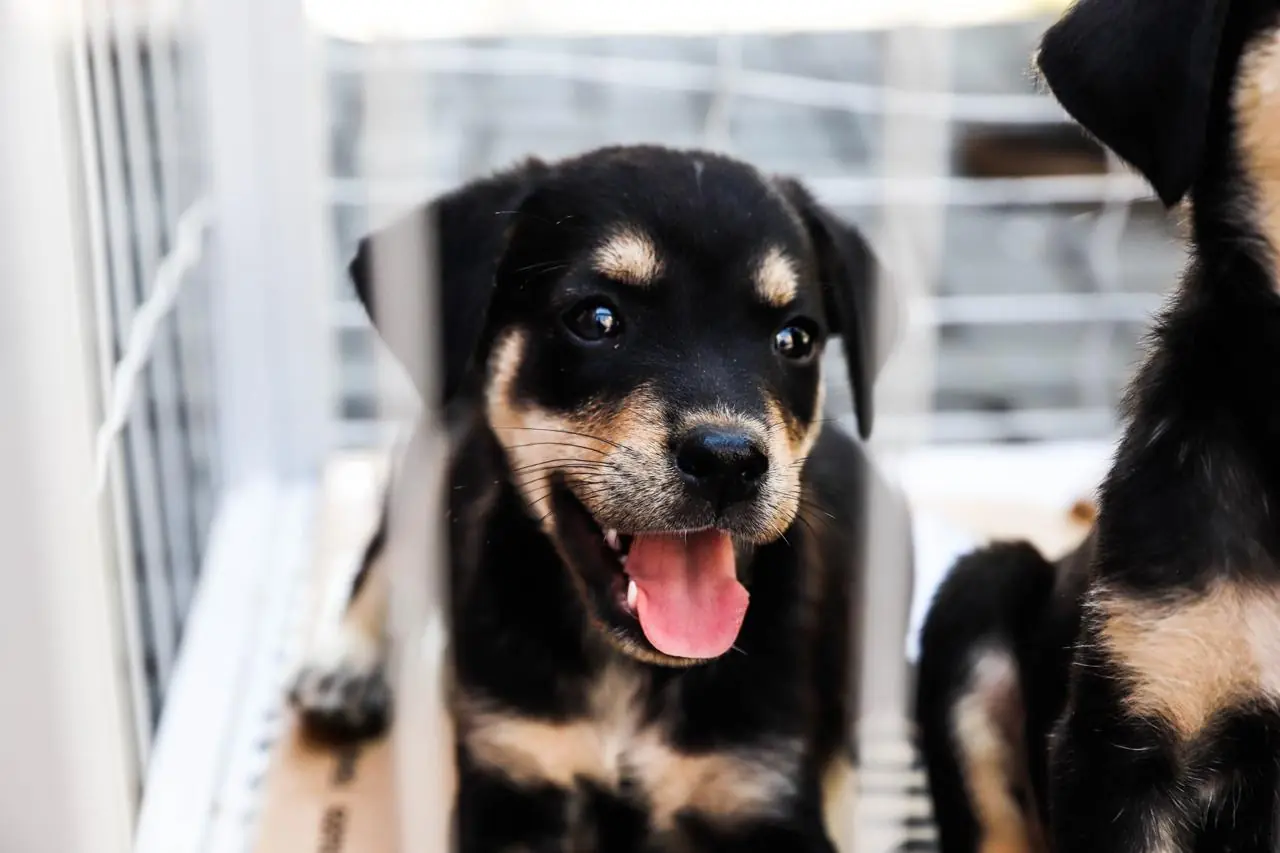 Ferraz de Vasconcelos realiza feira de adoção de cães e gatos neste fim de semana