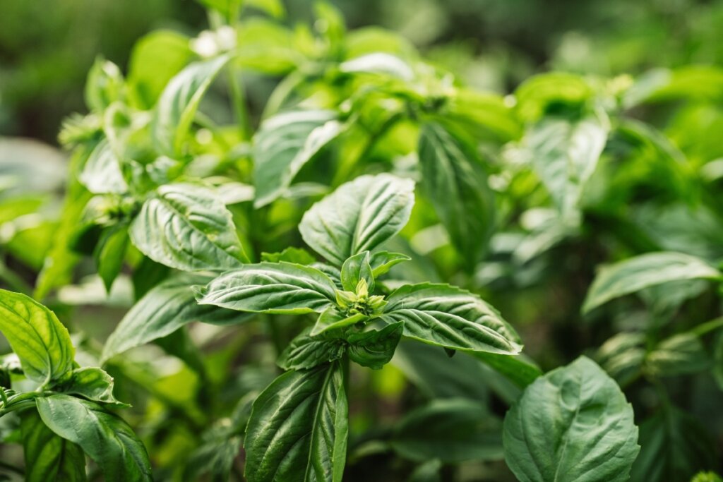 Folhas de manjericão em uma horta