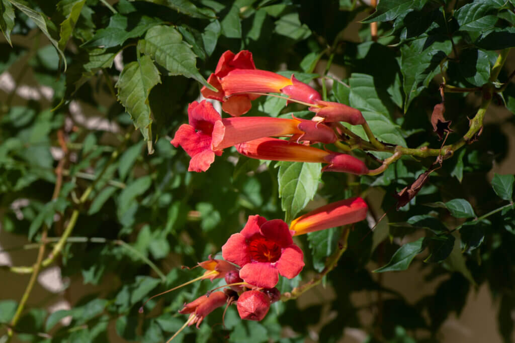 Flores Columéia Batom vermelhas
