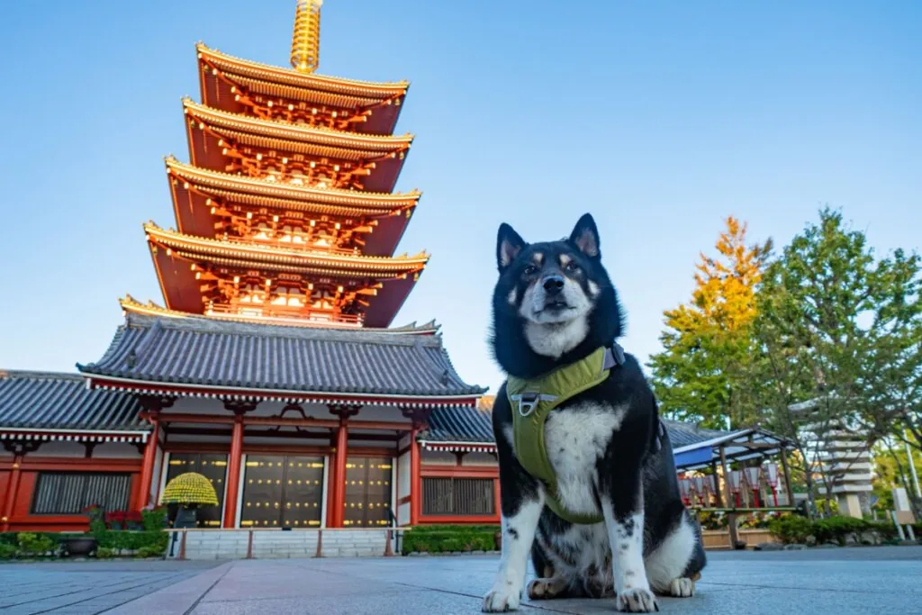 Cachorro sentado usando peitoral em frente a um templo tradicional japonês de vários andares, em área aberta com árvores ao redor