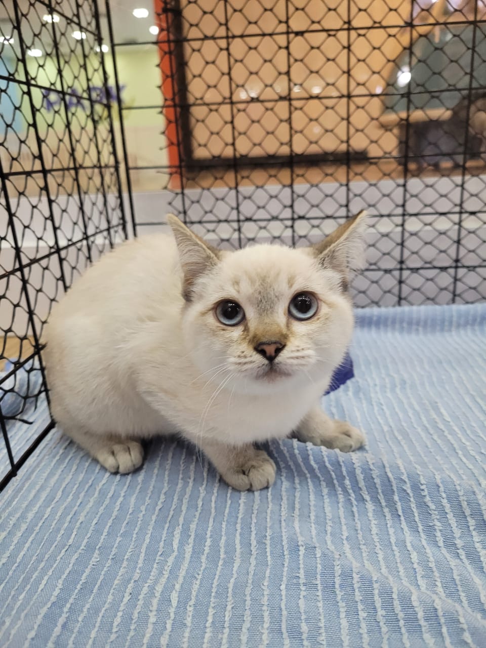 Shopping de Itaquaquecetuba recebe feira de adoção de cães e gatos neste sábado