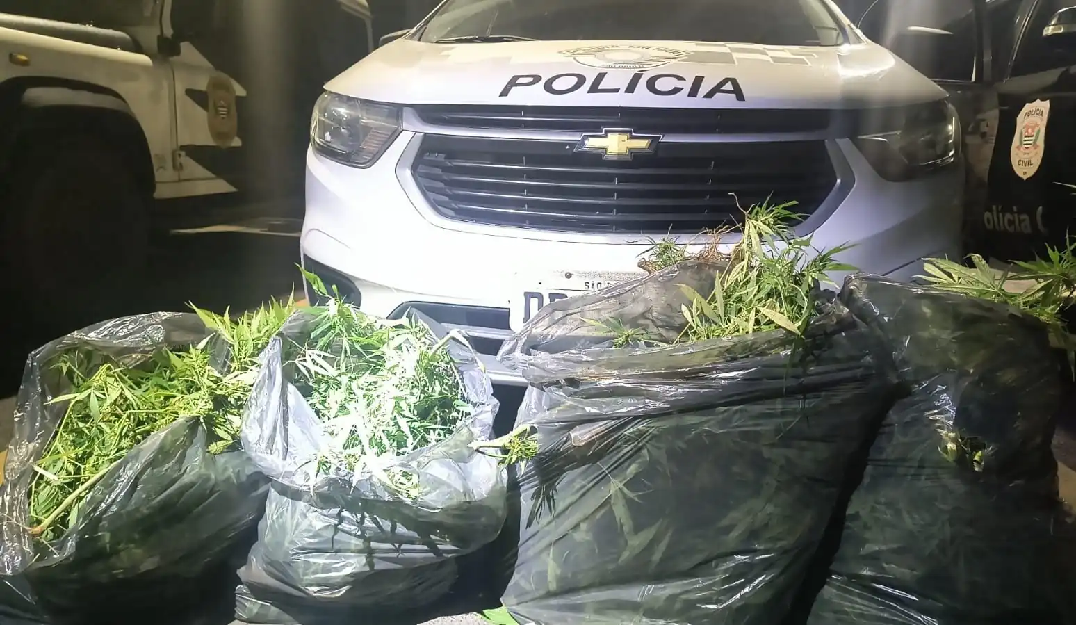 Vídeo: polícia descobre plantação de maconha no fundo de residência em Itaquaquecetuba