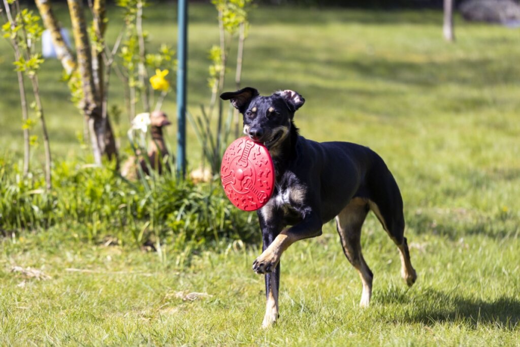 Manchester terrier correndo no gramado enquanto segura um brinquedo vermelho na boca durante a brincadeira