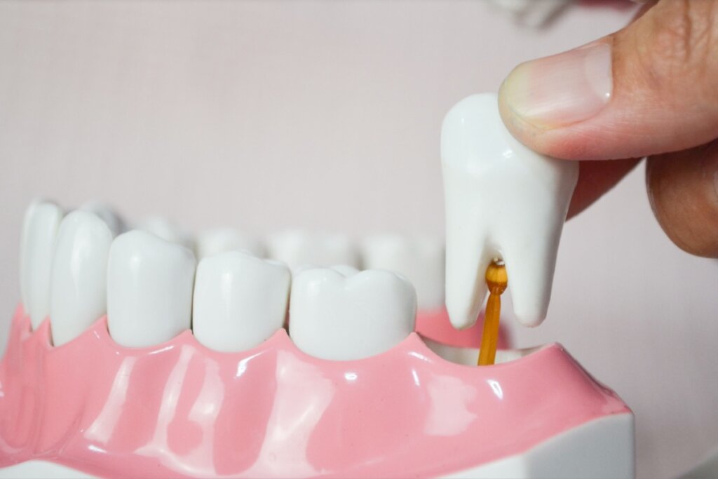 Mão tirando dente da anatomia de um dente 