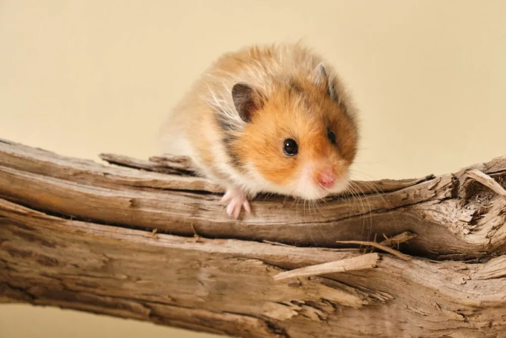Hamster: 7 curiosidades sobre esse roedor 