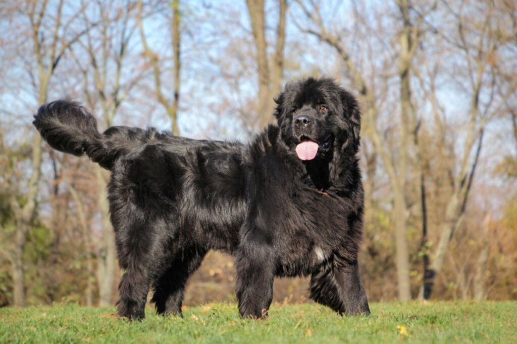 Fotografia de corpo inteiro de um cão da raça Terra-nova (Newfoundland) preto, de grande porte, em pé sobre um gramado verde. O cão possui uma pelagem muito densa, longa e volumosa. Ele está com a cabeça virada levemente para a direita, com a língua rosada para fora e uma expressão dócil. A cauda é peluda e está levemente erguida. Ao fundo, veem-se árvores com galhos finos sob um céu claro, em um ambiente ensolarado de outono ou inverno.