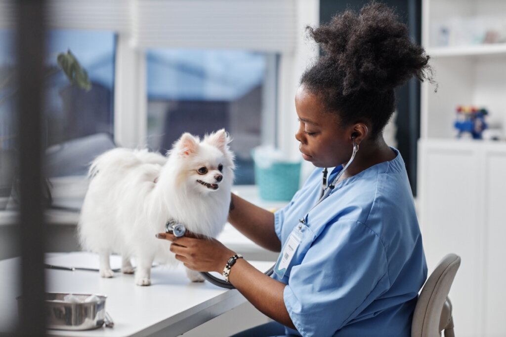 veterinária de jaleco azul examinando cachorro pequeno, branco e peludo com estetoscópio. 